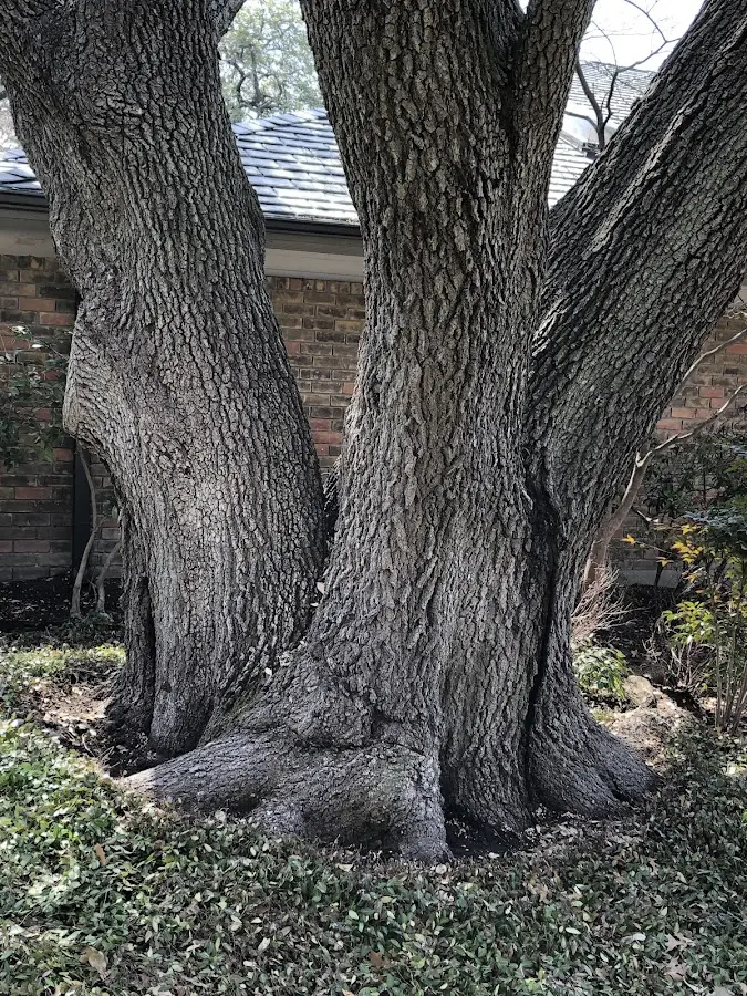 Mature heritage tree close to a Portland property cared for by certified arborists